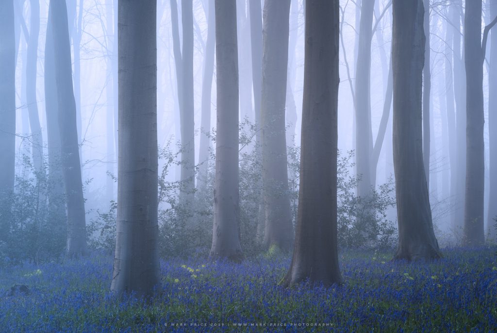 A bluebell wood in thick mist during spring 2019