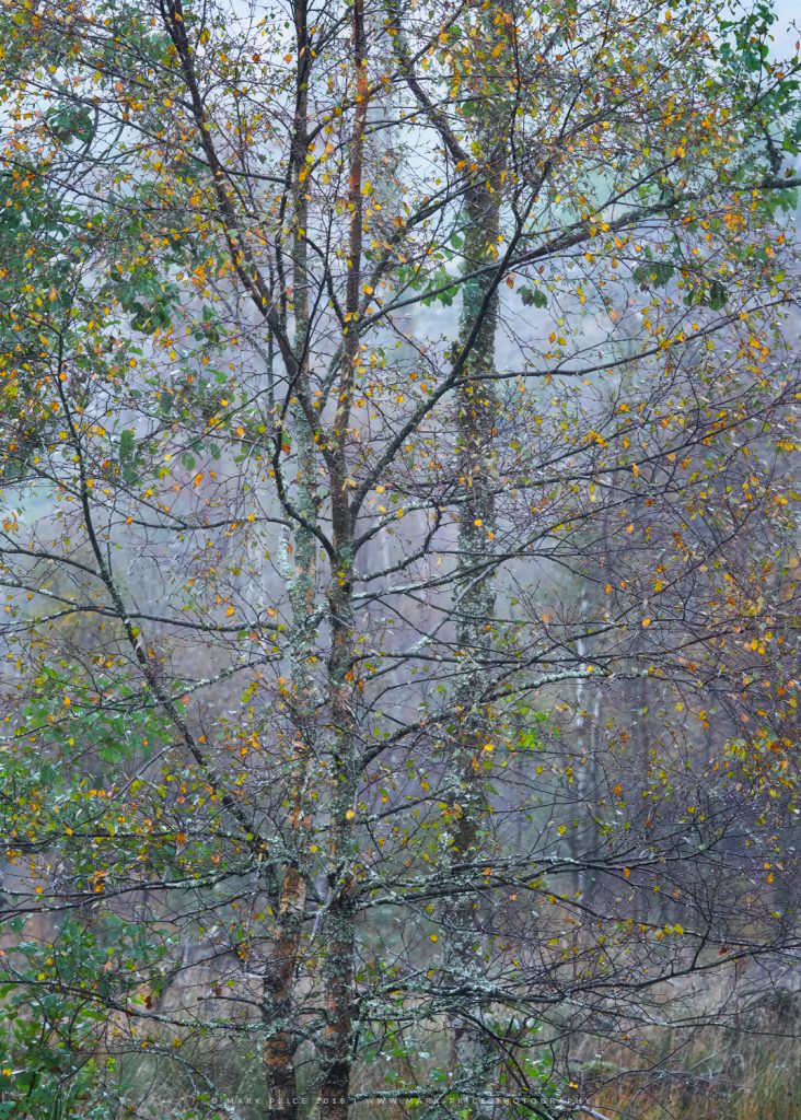 Silver Birches with a wonderful array of colours during autumn