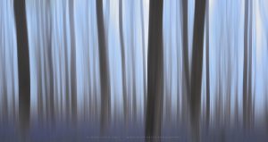 Intentional Camera Movement creates vertical patterns in a bluebell forest
