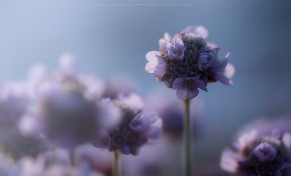 Sea Thrift flowers in late afternoon light, Cornwall, England