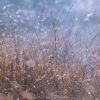 Morning moisture in a Dorset wheat field