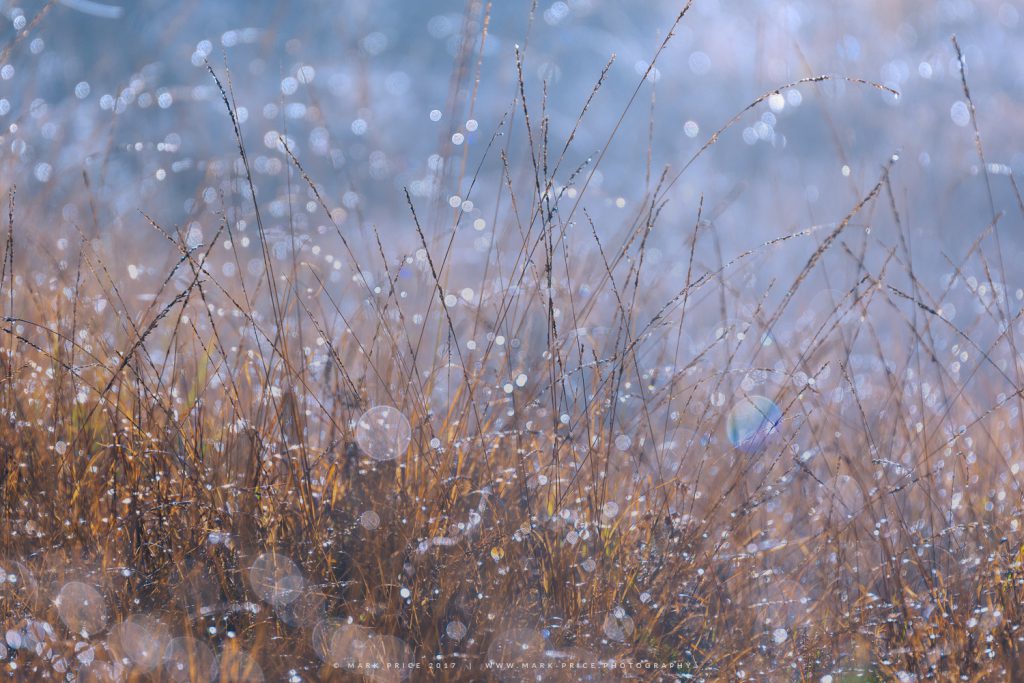 Morning moisture in a Dorset wheat field