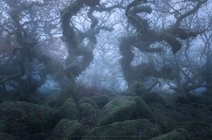 Otherworldly Dwarf Oak trees in Devon wood