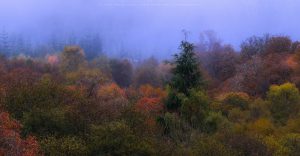 Autumn in full effect in the morning fog near Fort William, Scotland