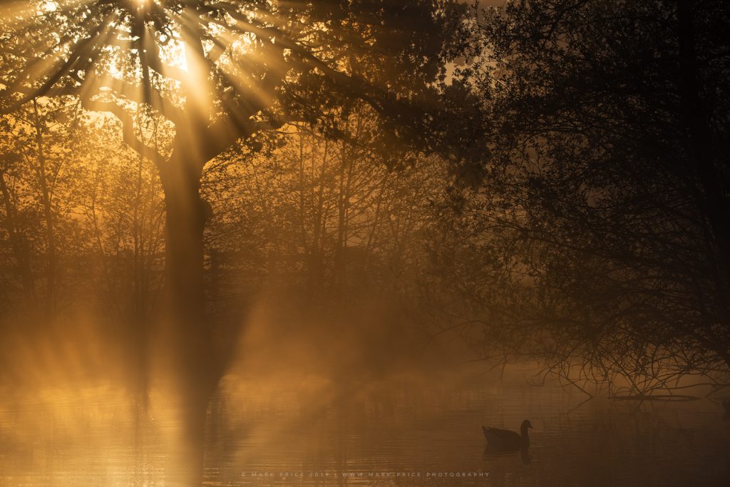 Warm light penetrates a foggy river scene in Sussex