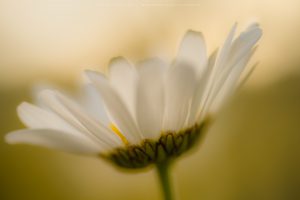 Detail image of a Wild Daisy in lovely summer lighting