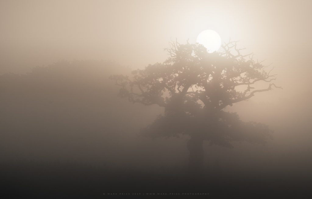 A unique tree silhouetted by the rising sun on a foggy morning