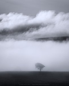 A single tree surrounded by morning banks of low cloud in Sussex