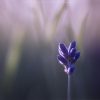 A Singular lavender bud caught by early morning light