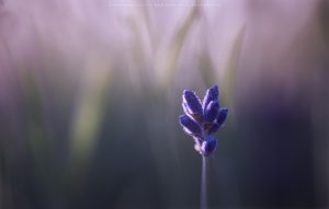 A Singular lavender bud caught by early morning light