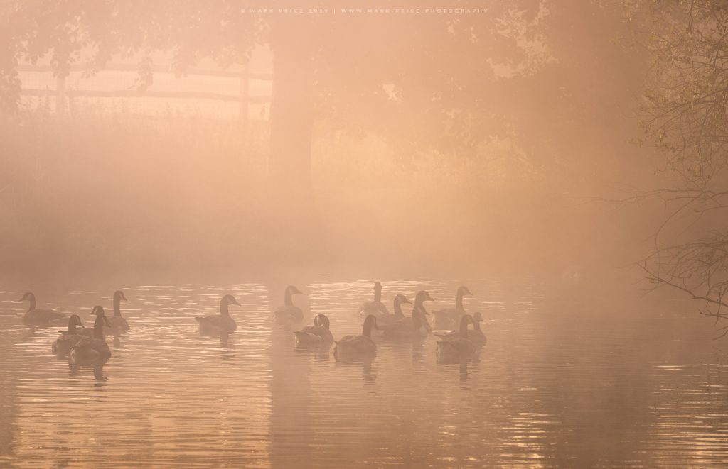 A flock of ducks enjoying an early morning paddle in beautiful conditions
