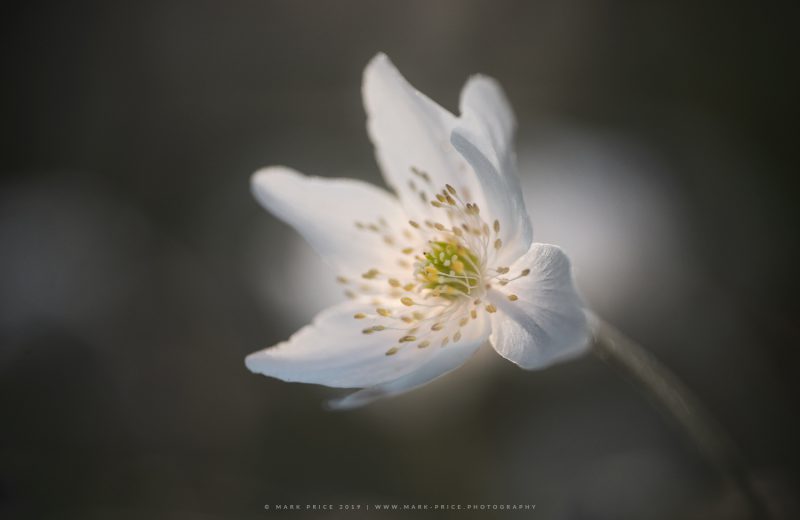 A single wildflower in early morning soft light