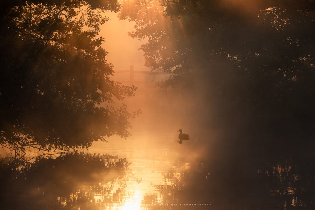 Golden light penetrates a river opening in Sussex
