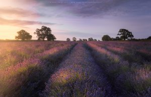 A beautiful lavender field at Somerset Lavender during sunrise