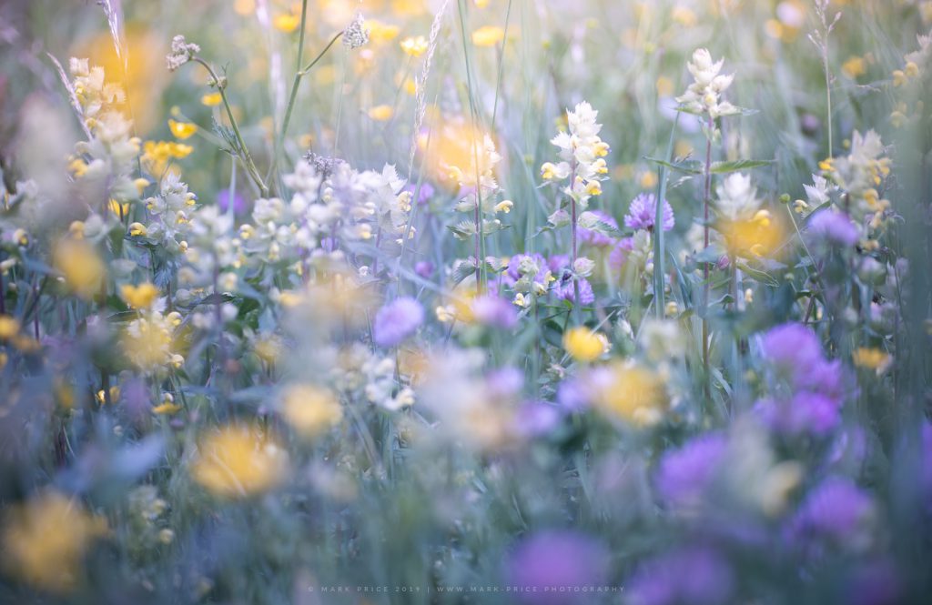 A riot of Alpine flowers in a Dolomites Meadow