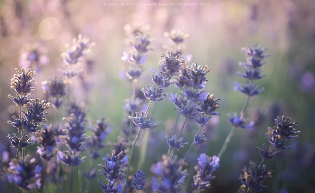 Close-up of the beautiful lavender plants in a Somerset field