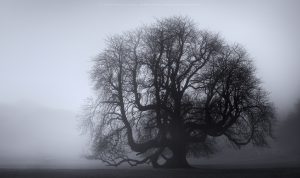 A Sussex Tree during a foggy winter morning
