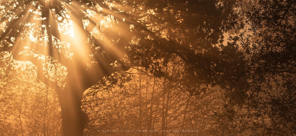 A golden spring sunrise erupts through the fog in Sussex