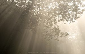 Light pours into a foggy tree canopy in Sussex