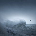 A sea bird swoops away from the raging swell of the ocean during a Sussex storm