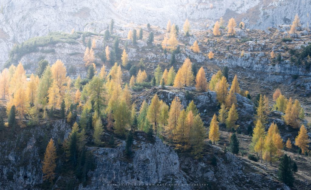 Morning light radiates through a rocky crop of Larch Trees in the mountains of Northern Italy