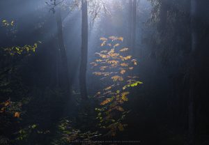 Autumn begins to erupt in a foggy forest in the Northern Dolomites