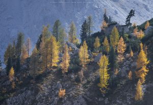 Larches thrive on the upper slopes of Laghi Di Formin, Italy