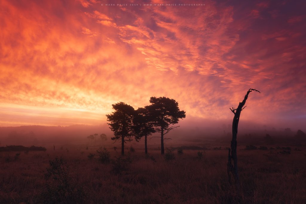 Extraordinary conditions at dawn in the Ashdown Forest, Sussex