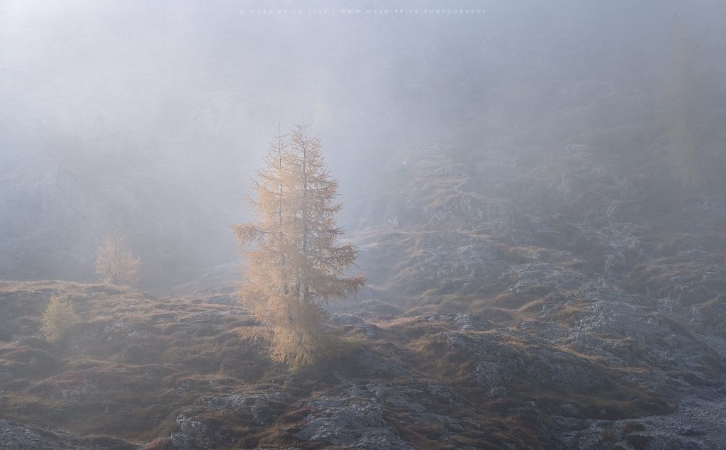 A singular larch catches the warmth of morning light through the mist in Italy