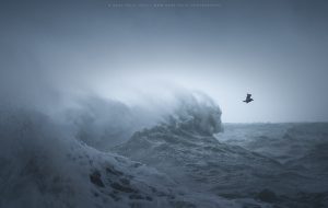 A sea bird swoops away from the raging swell of the ocean during a Sussex storm