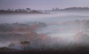 Pre sunrise atmosphere on Ashdown Forest, Sussex