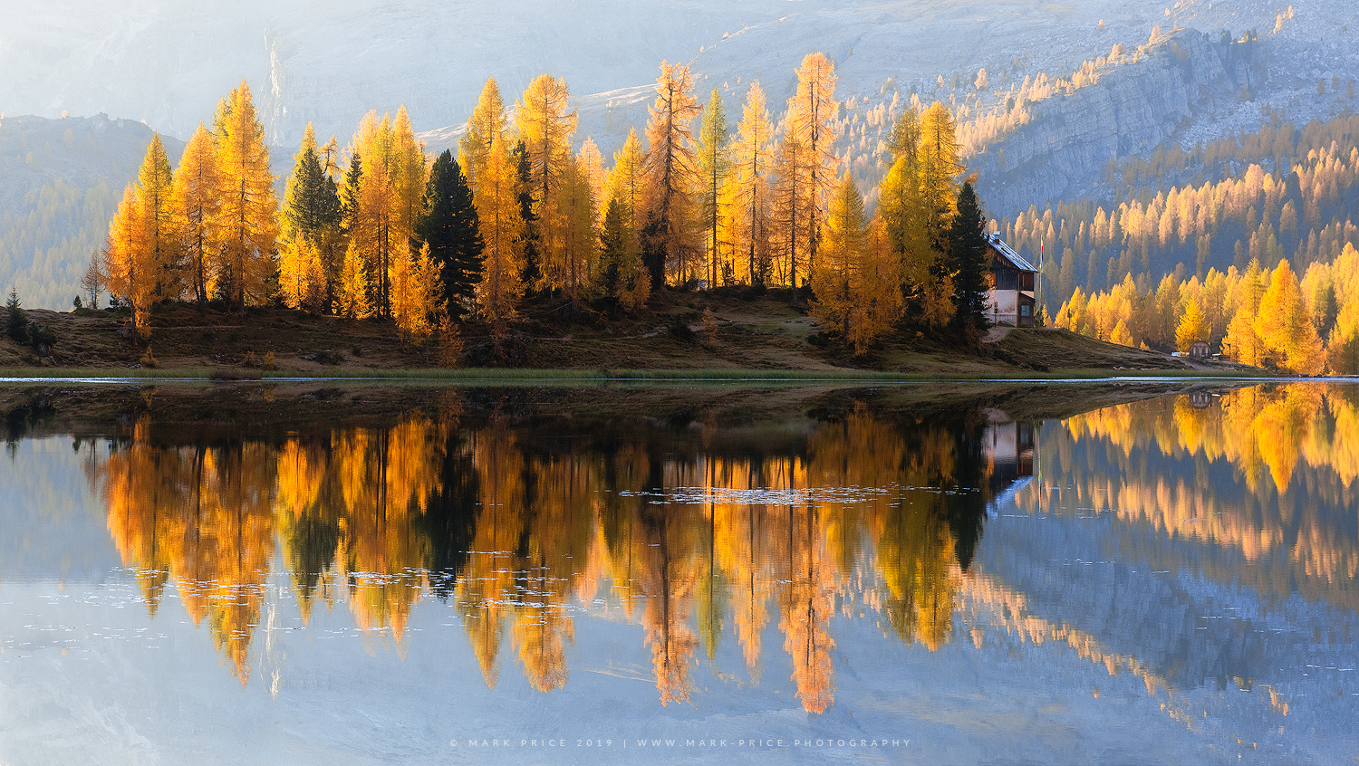 An island of larches lit by the morning sun in the Italian mountains