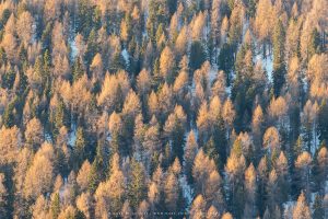 First light catches a vast area of Alpine Larches during winter, Italy