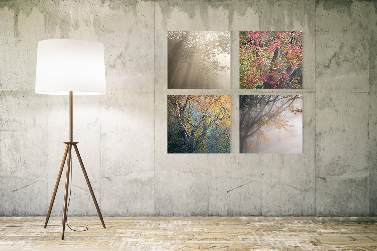 Tree Quartet prints in a room by Mark Price Photography