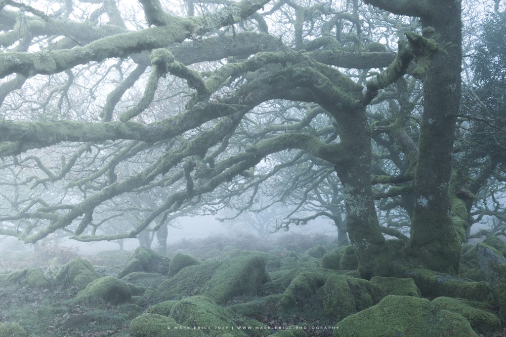 The incredible Dwarf Oaks in a Dartmoor wood