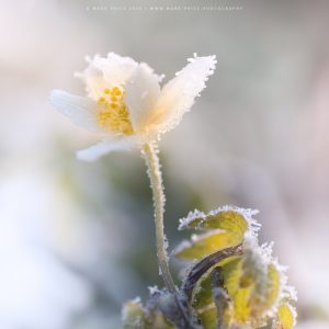 Early spring frost covering a wildflower
