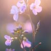 Macro Photograph of early spring wildflowers in Sussex by Mark Price, landscape photographer