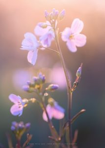 Macro Photograph of early spring wildflowers in Sussex by Mark Price, landscape photographer