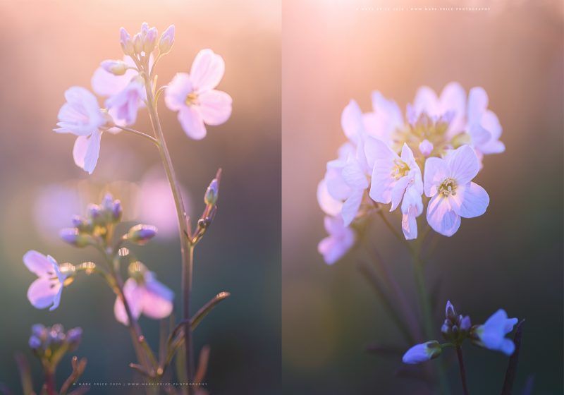 Duo of floral prints by Mark Price Photography