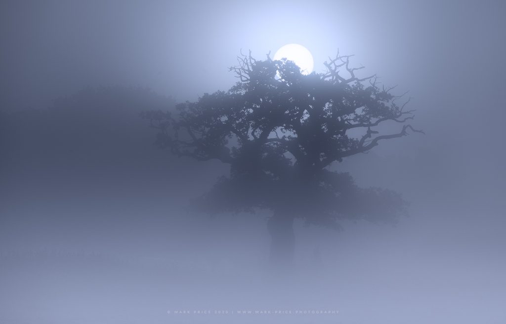 A unique Sussex tree as the sun rises in dense fog