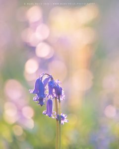 Fascinating lens rendering as a backdrop to a lone bluebell flower