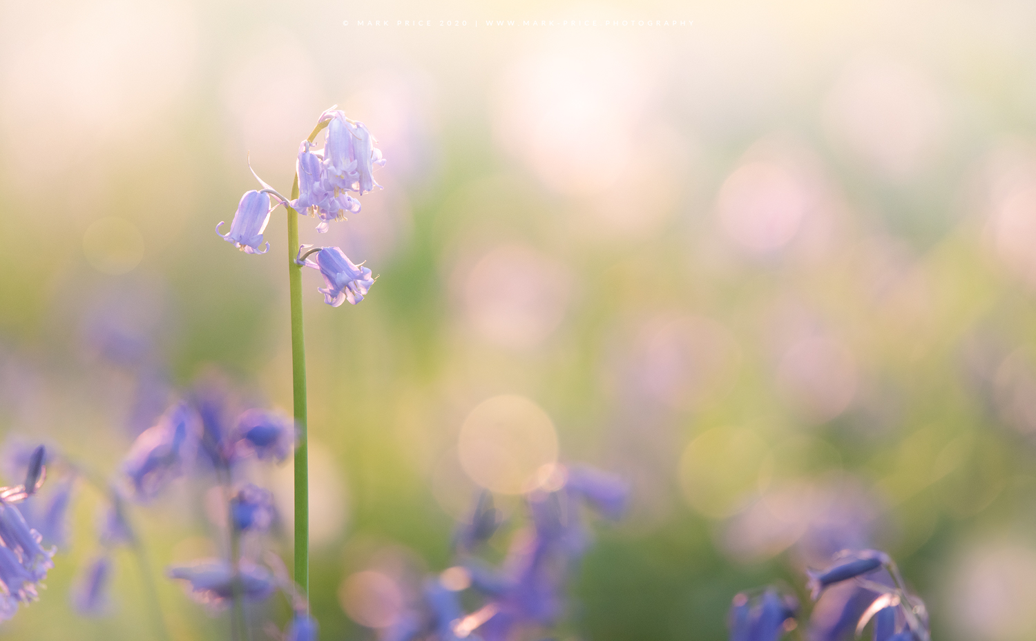 A lone bluebell stands out in a spring lit field