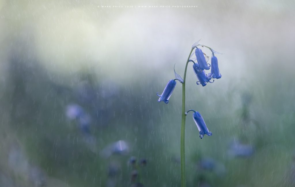 A single Bluebell withstands a shower..