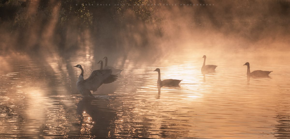 A beautiful moment of light and nature in Sussex