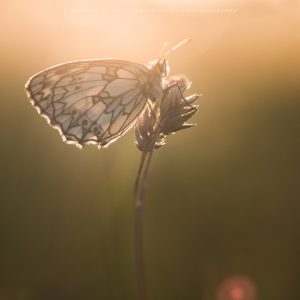 A Butterfly roosts in the warm early morning light of sunrise