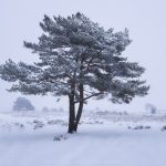 The Ashdown Forest under a blanket of snow in mid-winter
