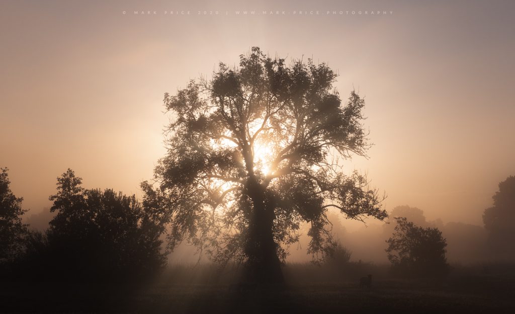 photography by Mark Price, uk, - A fine East Sussex morning in the mist..