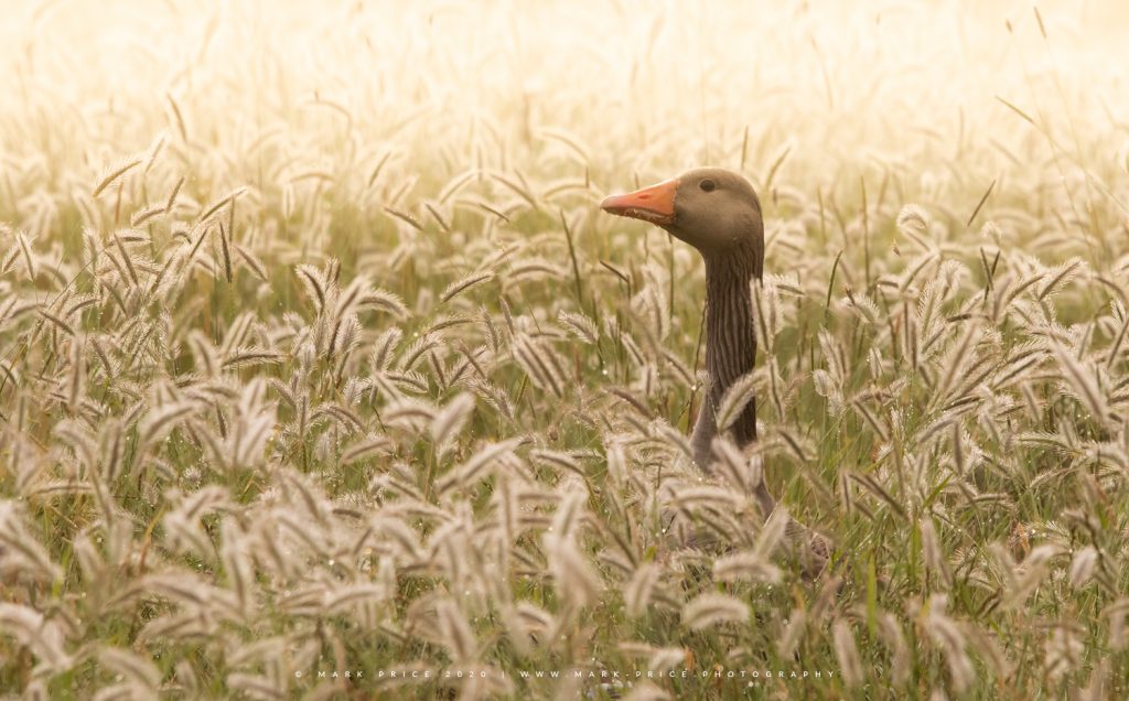 A duck hiding in the summer fields of Sussex