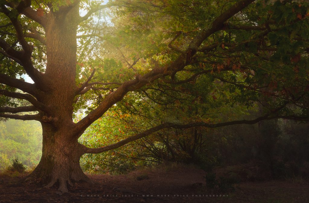 A magical tree in the height of the Autumn season in Sussex