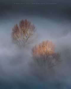 A duo of trees lit by the morning sun rise above a for inversion in Sussex
